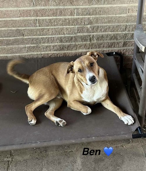 BEN- BEAUTIFUL BOY! - Mountain Cur / Shepherd available for adoption
