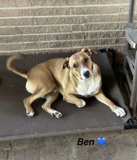 Ben - Beautiful boy! - Photo 2