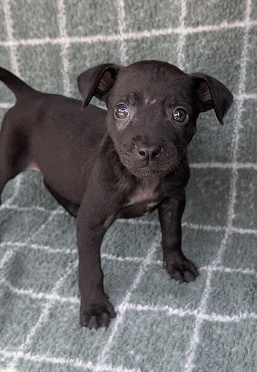 WILDFIRE - Chihuahua / Terrier available for adoption