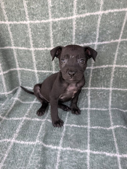 WILDFIRE - Chihuahua / Terrier available for adoption