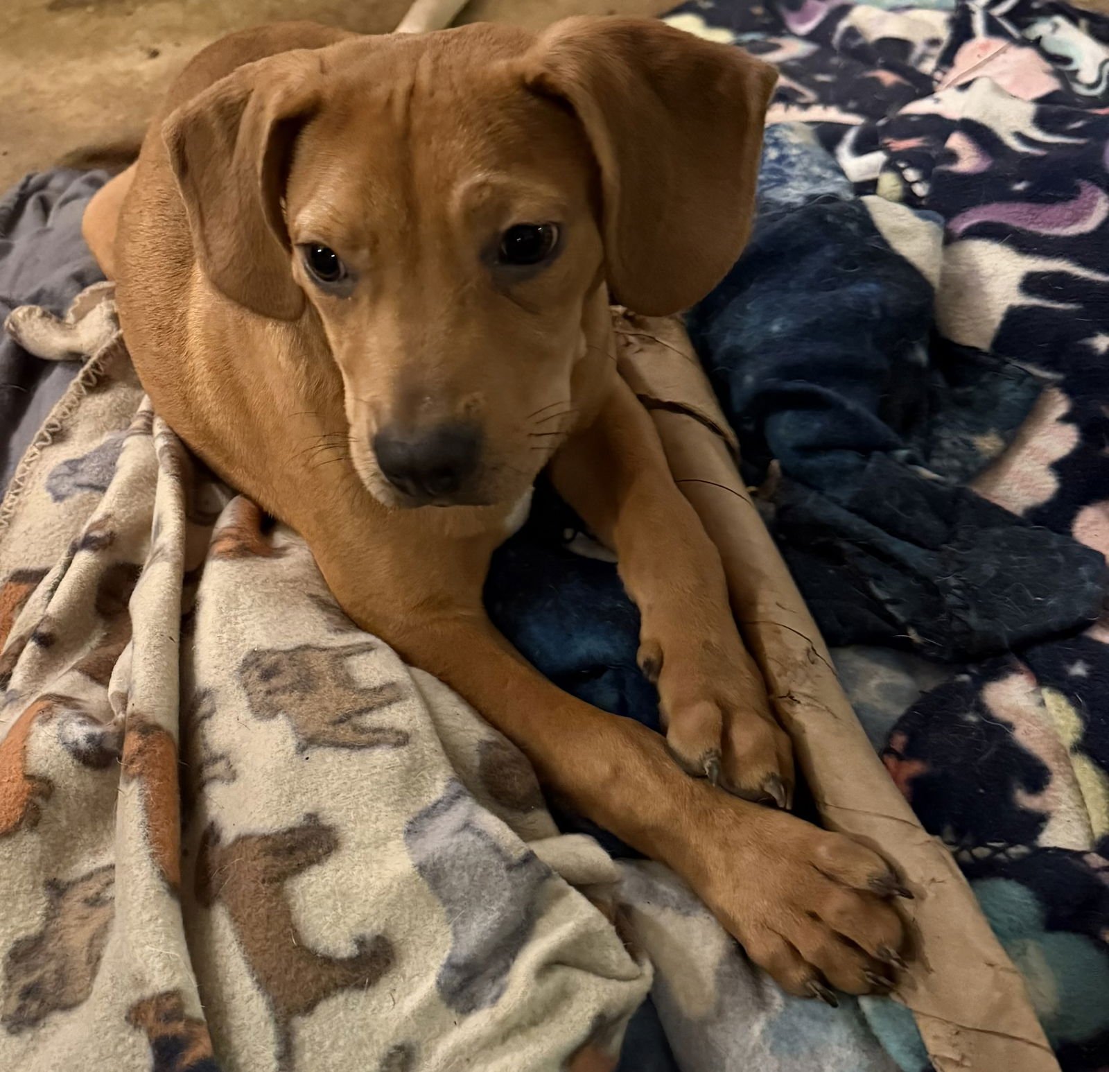 DASH- HANDSOME HOUND - Hound available for adoption