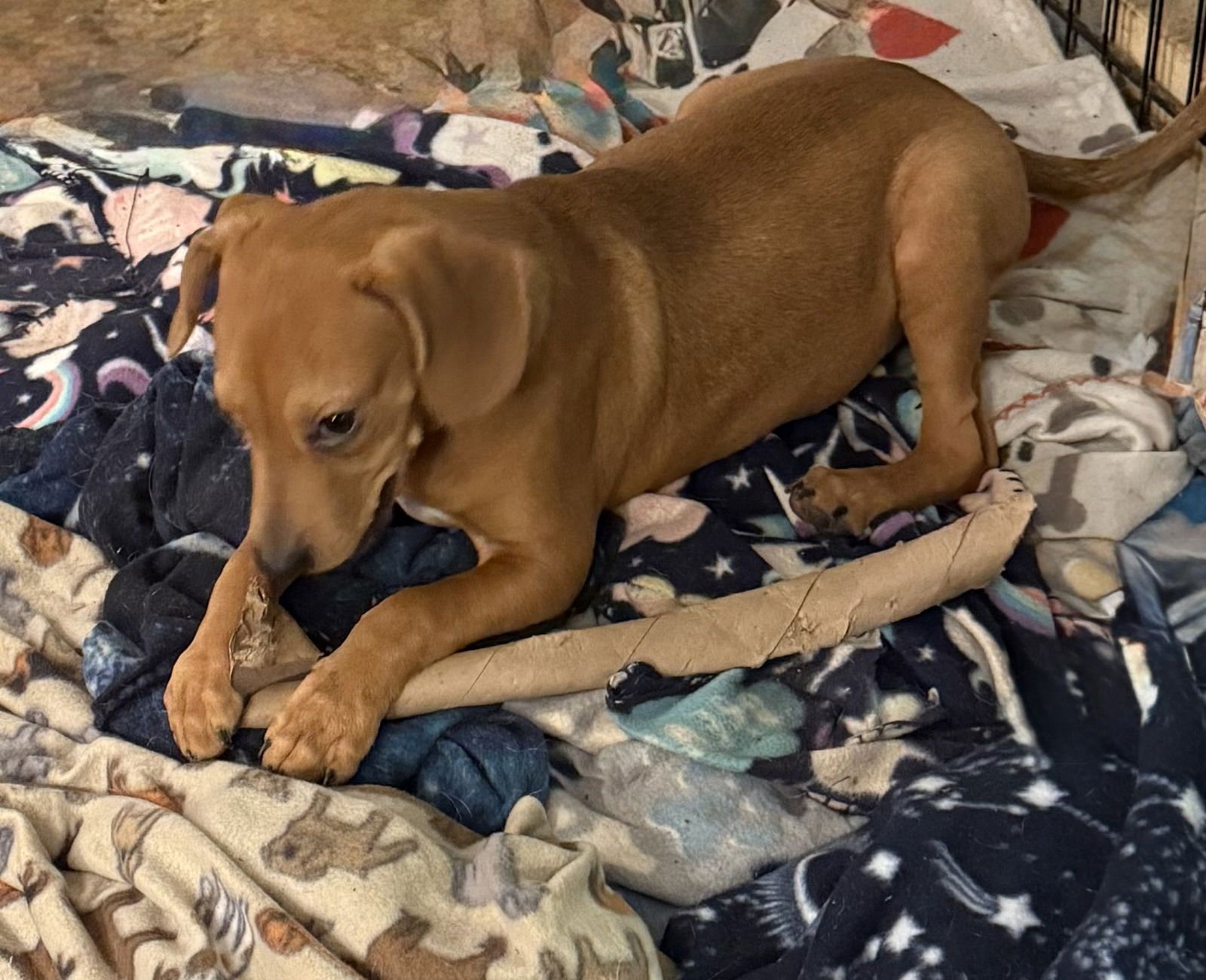 Dash- handsome hound - Photo 3