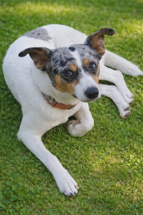 MARLEY - Australian Cattle Dog/Blue Heeler available for adoption