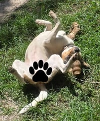 Marley - Photo 3