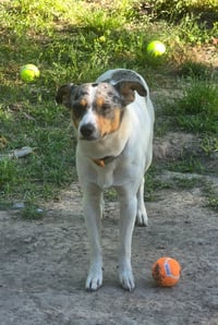 Marley - Photo 4