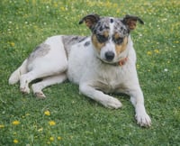 Marley - Photo 6