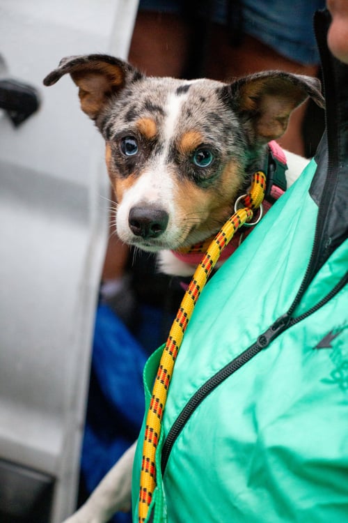 MARLEY - MAYBE ME? - Australian Cattle Dog/Blue Heeler available for adoption
