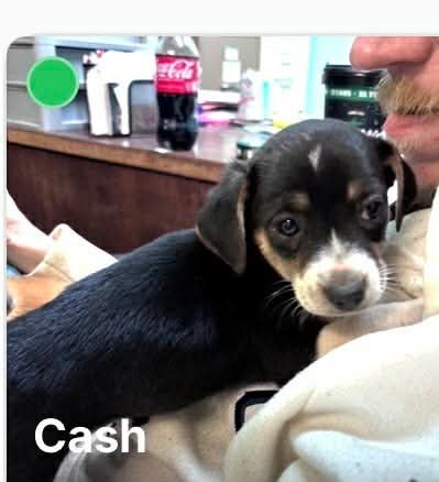 CASH- THE BEAGLE MIX - Beagle / Pit Bull Terrier available for adoption