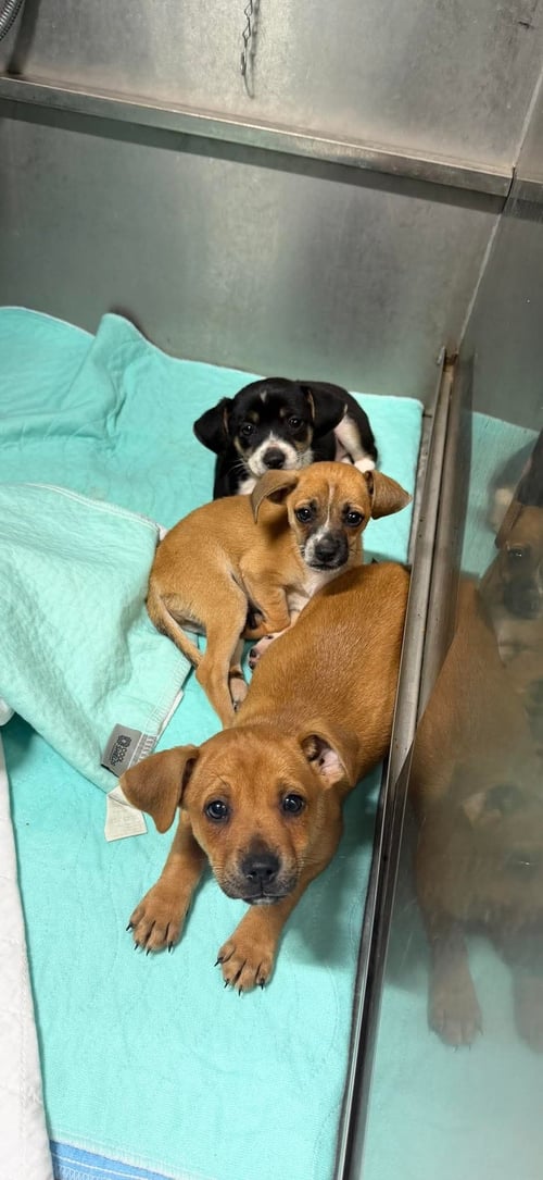 CASH- THE BEAGLE MIX - Beagle / Pit Bull Terrier available for adoption