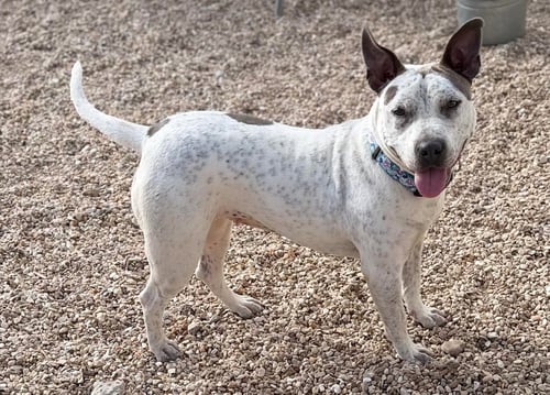 TRINITY- CERTIFIED GOOD GIRL - Terrier available for adoption