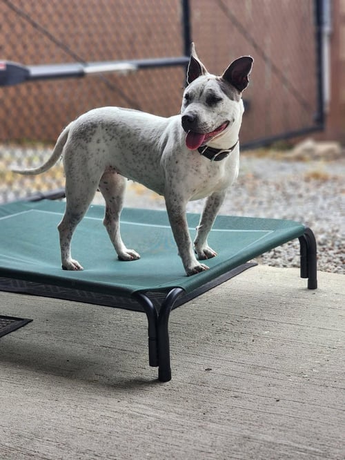 TRINITY- CERTIFIED GOOD GIRL - Terrier available for adoption