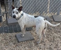 Trinity- certified good girl - Photo 4