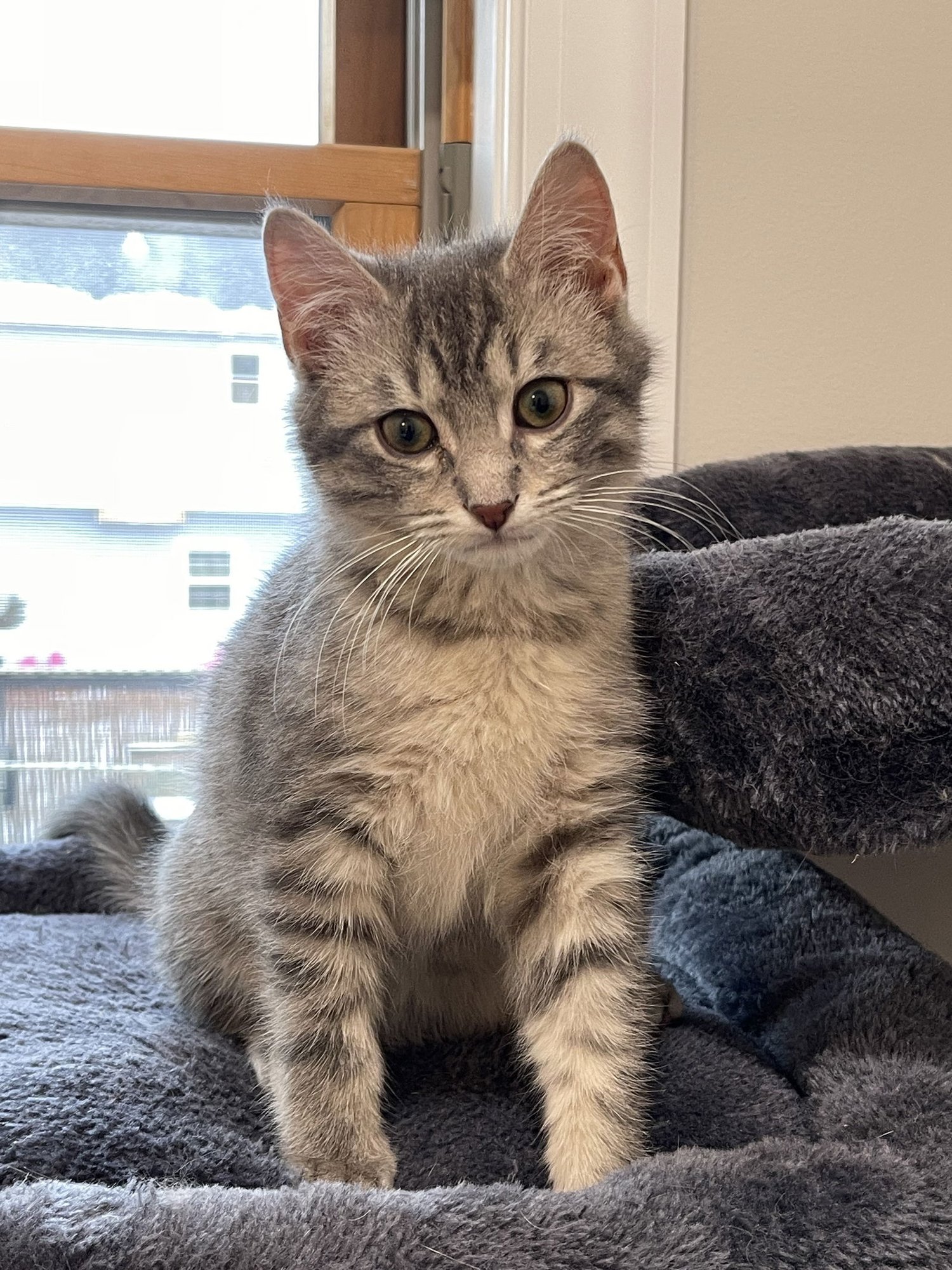 LINX ~ Adoption Pending!! - Photo 3