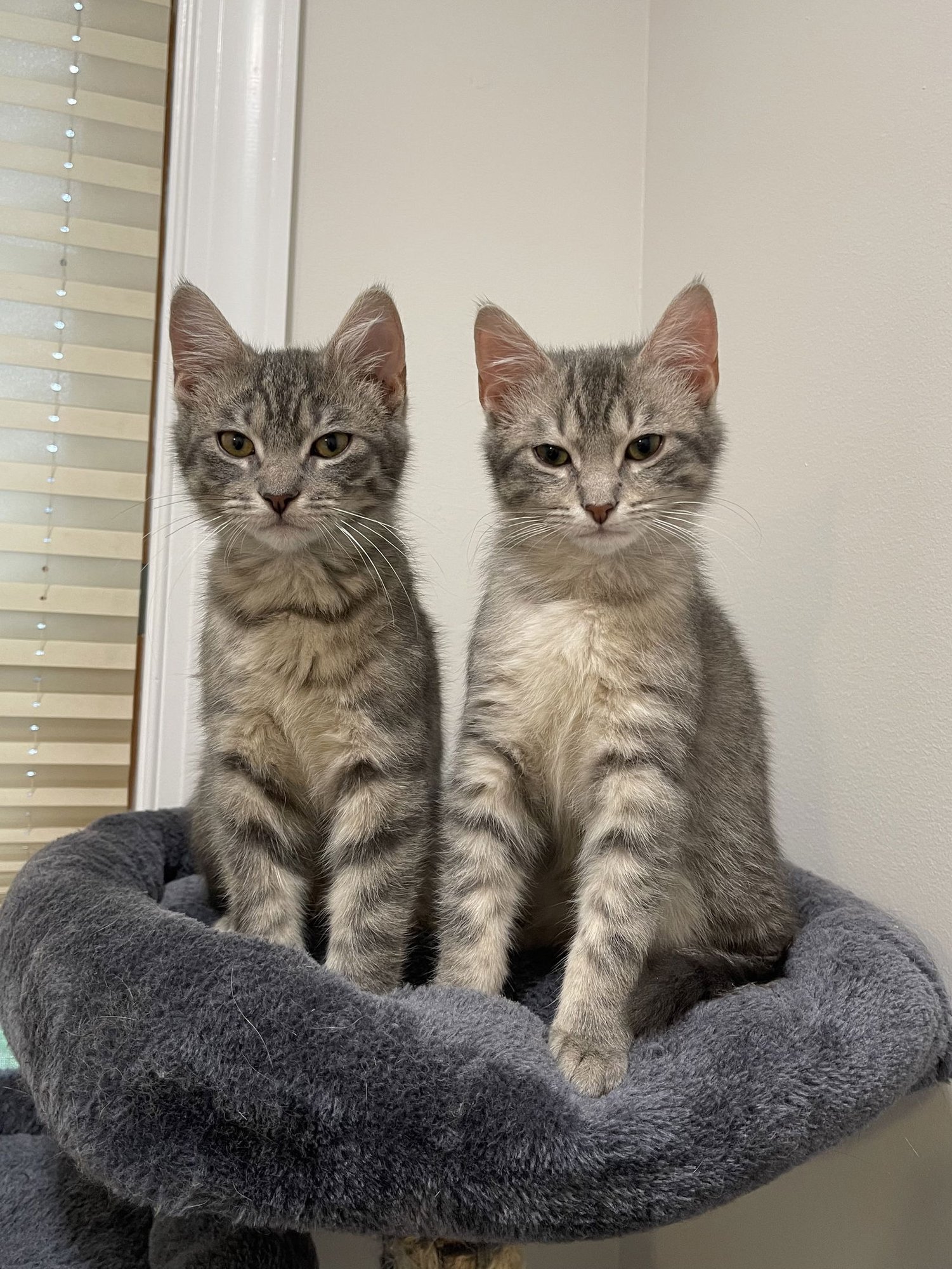 LINX ~ Adoption Pending!! - Photo 4