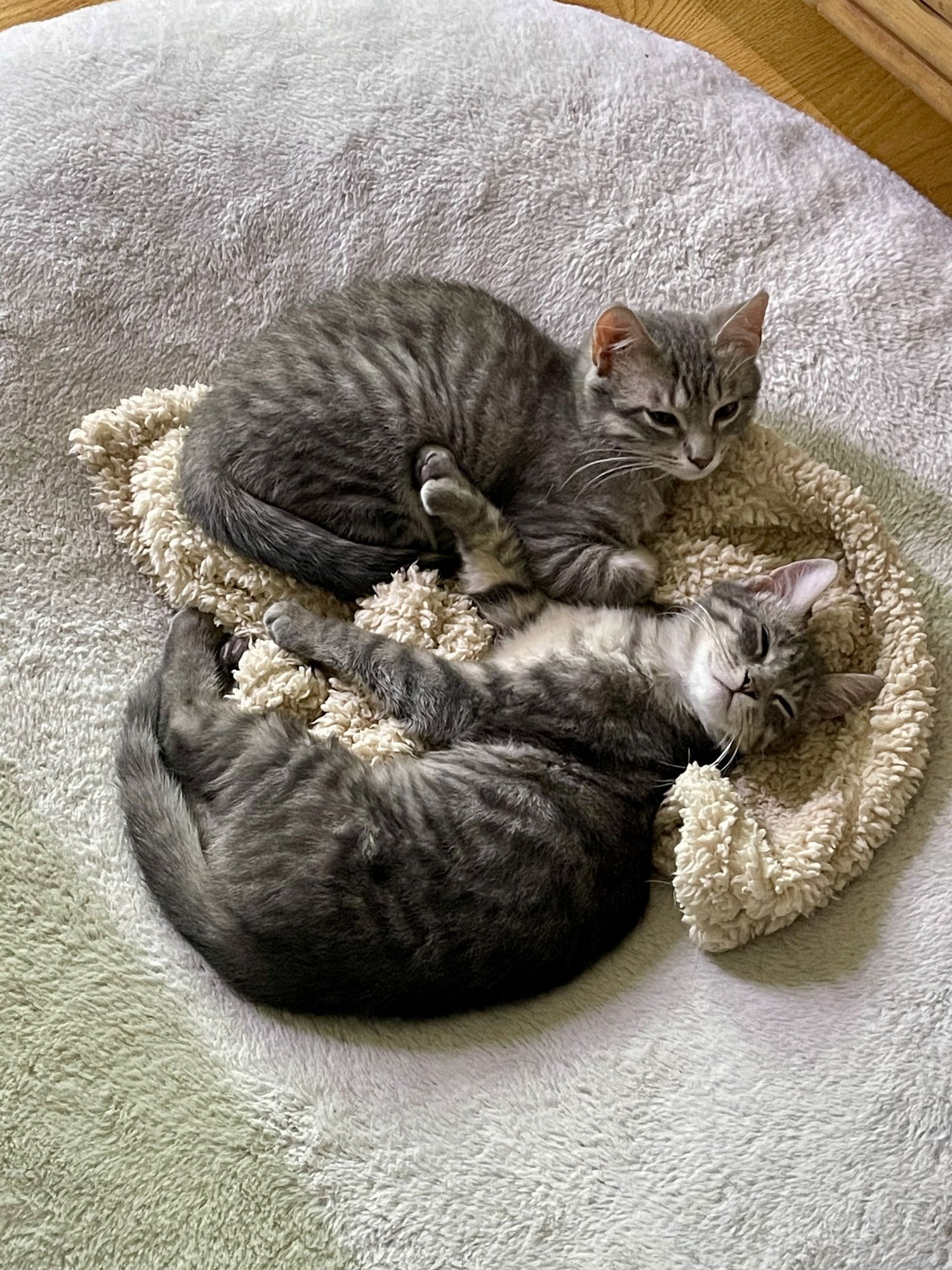 LINX ~ Adoption Pending!! - Photo 5