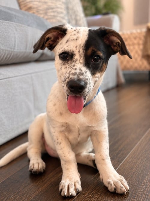 VENUS - BEAUTIFUL GIRL! - Labrador Retriever / Dachshund available for adoption