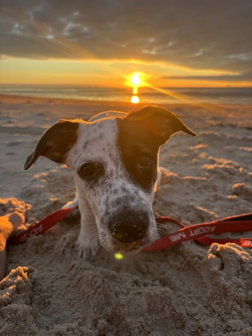 VENUS - ADOPTION PENDING!!! - Labrador Retriever / Dachshund available for adoption