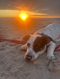 Venus - ADOPTION PENDING!!! - Photo 4