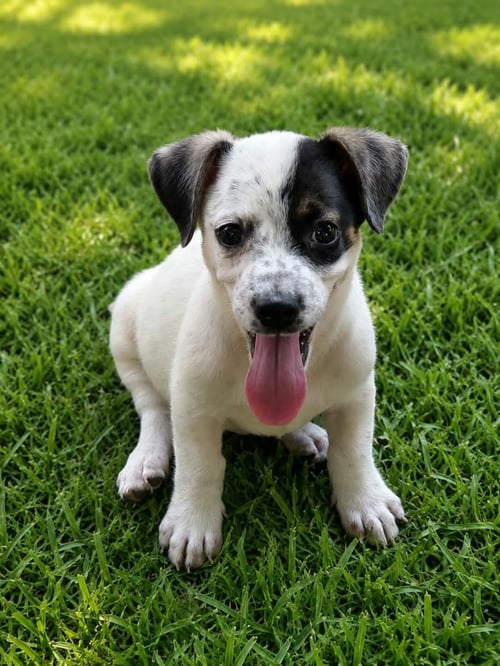 VENUS - BEAUTIFUL GIRL! - Labrador Retriever / Dachshund available for adoption