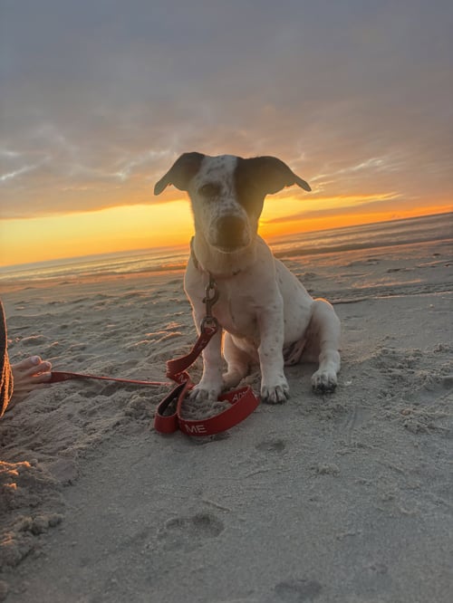 VENUS - ADOPTION PENDING!!! - Labrador Retriever / Dachshund available for adoption