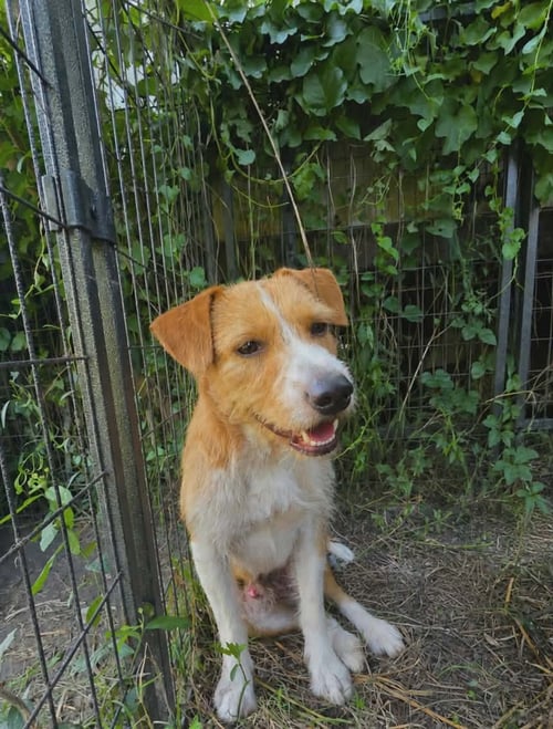 LEO - SCRUFFY CUTNESS - Wirehaired Fox Terrier available for adoption