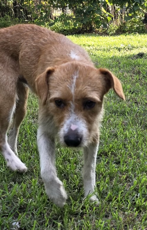 LEO - SCRUFFY CUTNESS - Wirehaired Fox Terrier available for adoption
