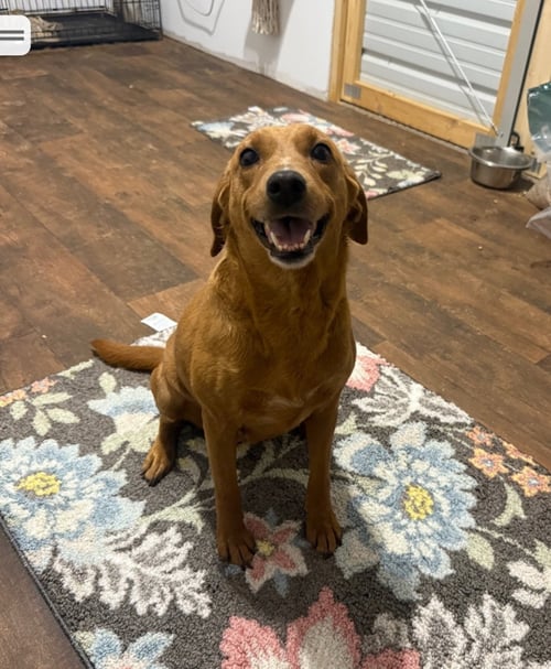 JANE- SWEET MAMMA - Labrador Retriever / Beagle available for adoption