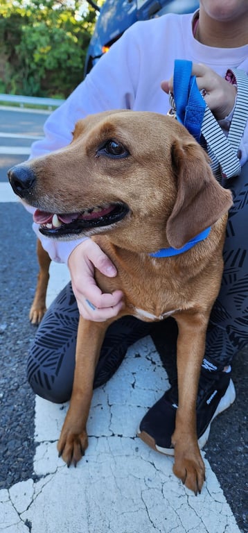 Jane - ADOPTION PENDING! Image