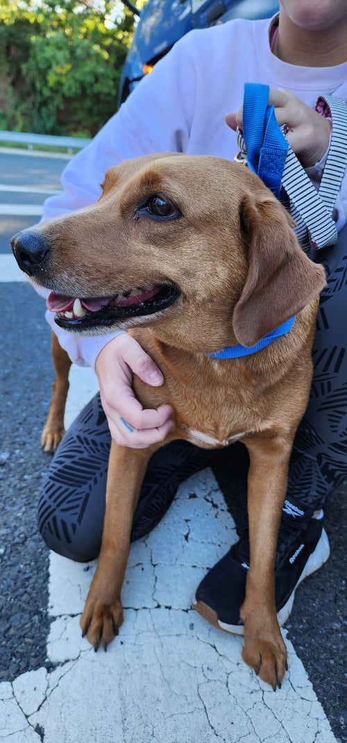 JANE - ADOPTION PENDING! - Labrador Retriever / Beagle available for adoption