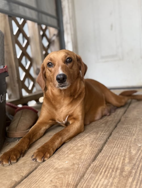 JANE- SWEET MAMMA - Labrador Retriever / Beagle available for adoption