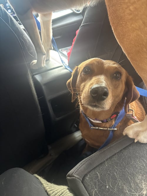JANE - ADOPTION PENDING! - Labrador Retriever / Beagle available for adoption