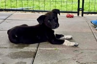 Sammy- adoption pending - Photo 1