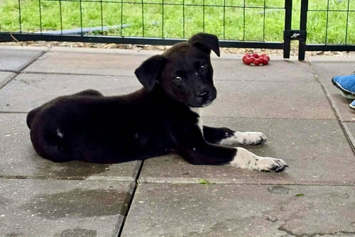SAMMY- ADOPTION PENDING