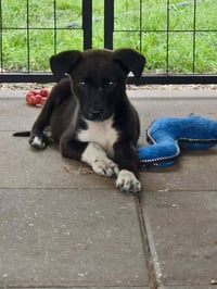 Sammy- adoption pending - Photo 2