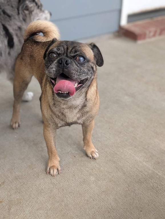 Pop - perfect pug! Image