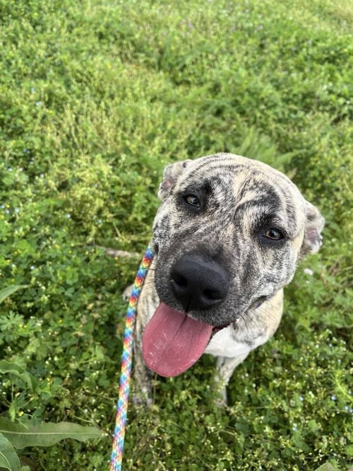 LISA - LOVING GOOFBALL - American Staffordshire Terrier available for adoption