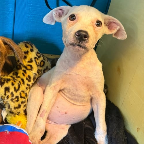 LACEY- ATTENTION IS HER LOVE LANGUAGE - American Bulldog / Labrador Retriever available for adoption