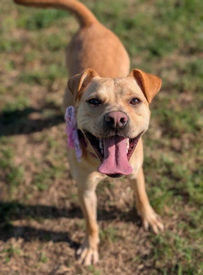 IZZY - WELL TRAINED BEAUTY - Labrador Retriever / American Staffordshire Terrier available for adoption