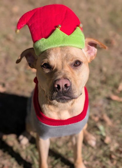 IZZY - WELL TRAINED BEAUTY - Labrador Retriever / American Staffordshire Terrier available for adoption