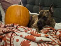 Sissy - ADOPTION PENDING!! - Photo 7