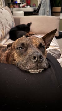 Sissy - ADOPTION PENDING!! - Photo 4