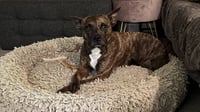 Sissy - The Three Legged Sweetheart - Photo 7