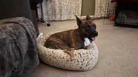 Sissy - The Three Legged Sweetheart - Photo 15