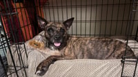 Sissy - The Three Legged Sweetheart - Photo 6