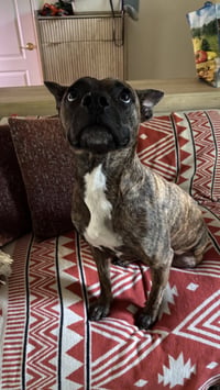 Sissy - ADOPTION PENDING!! - Photo 2