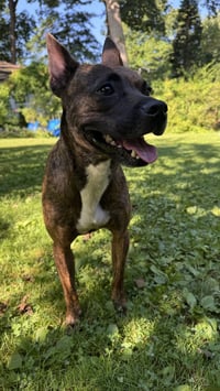 Sissy - The Three Legged Sweetheart - Photo 8