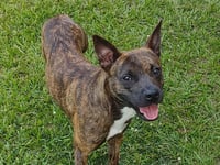 Sissy - The Three Legged Sweetheart - Photo 12