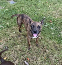 Sissy - ADOPTION PENDING!! - Photo 1