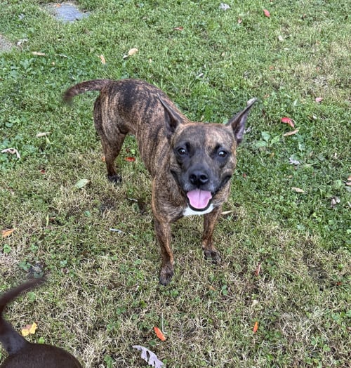 SISSY - ADOPTION PENDING!! - Pit Bull Terrier available for adoption