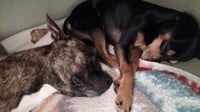 Sissy - ADOPTION PENDING!! - Photo 5